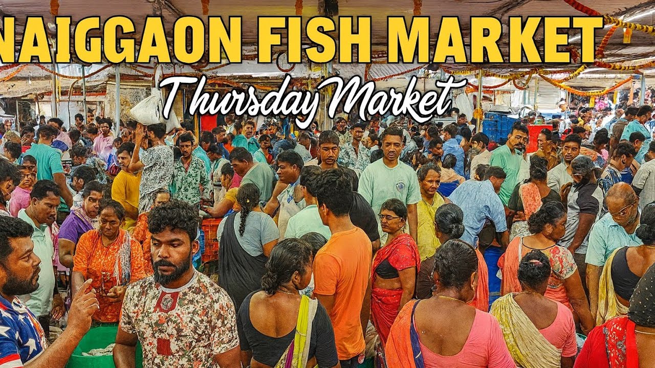 Naigaon Wholesale Fish Market | Biggest Thursday Market Prices & Fresh Fish Variety