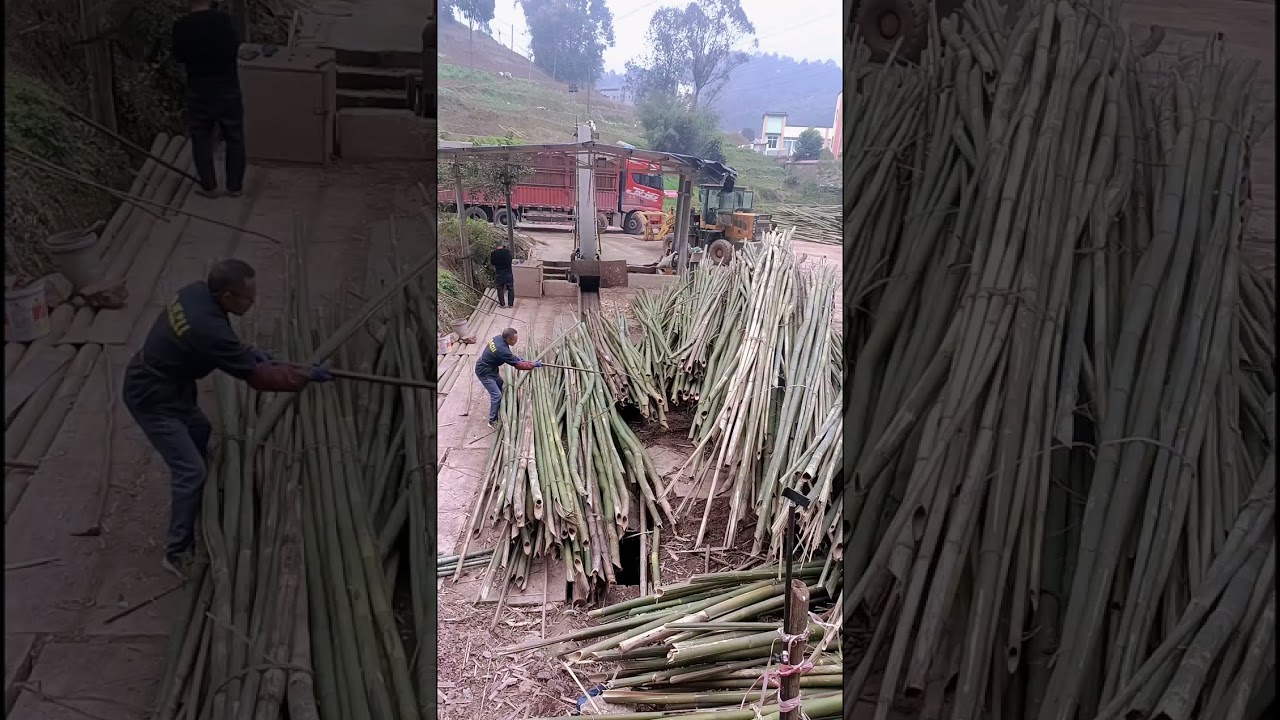 Incredible Sawmill Process: Transforming Massive Logs into