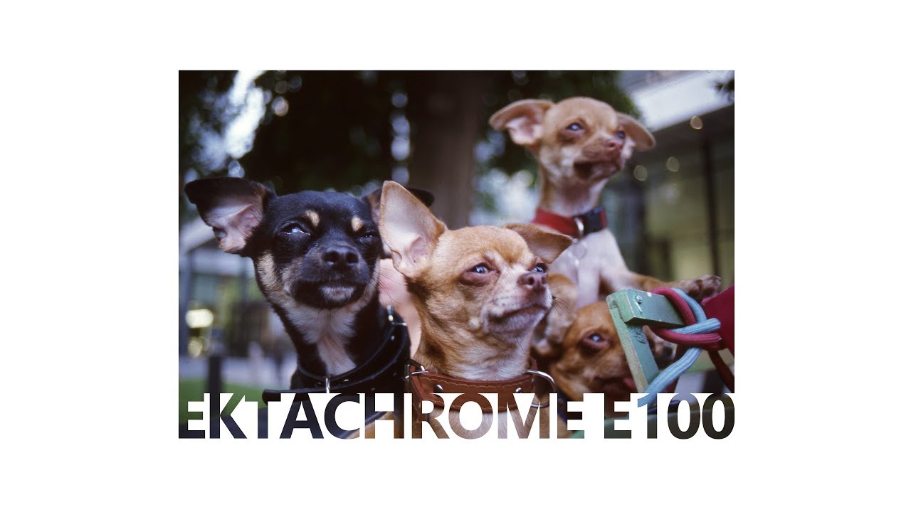 Kodak Ektachrome E100 - Beautiful Film, Boring Photos
