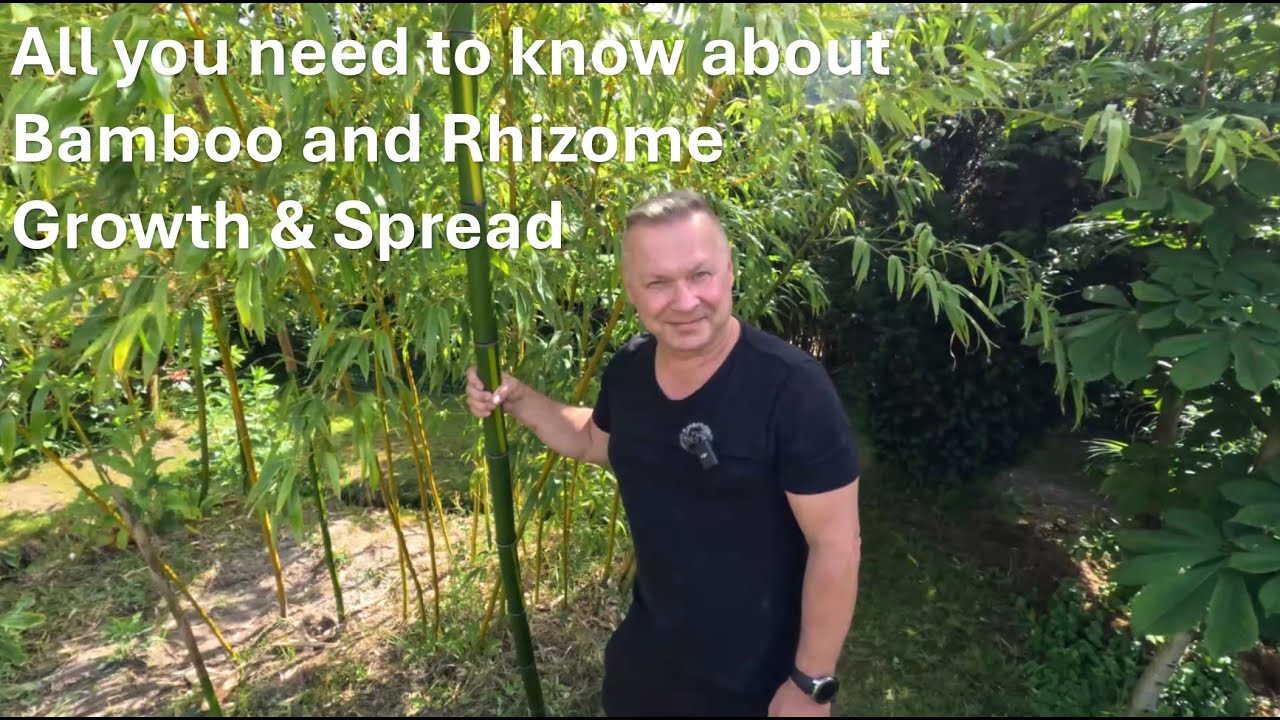 Bamboo & Rhizome Growth Speed
