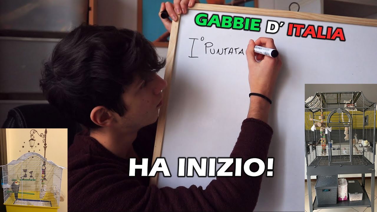 GABBIE D'ITALIA , REAGISCO alle vostre GABBIE // Parliamo di Pappagalli