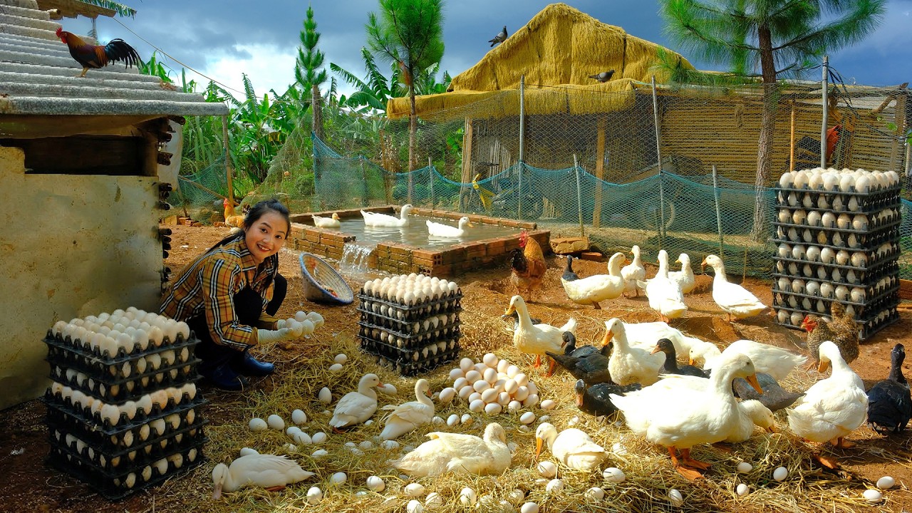 Build Nests For Ducks To Lay Eggs And Harvest Them Goes To  Market Sell - Tieu Lien Harvest