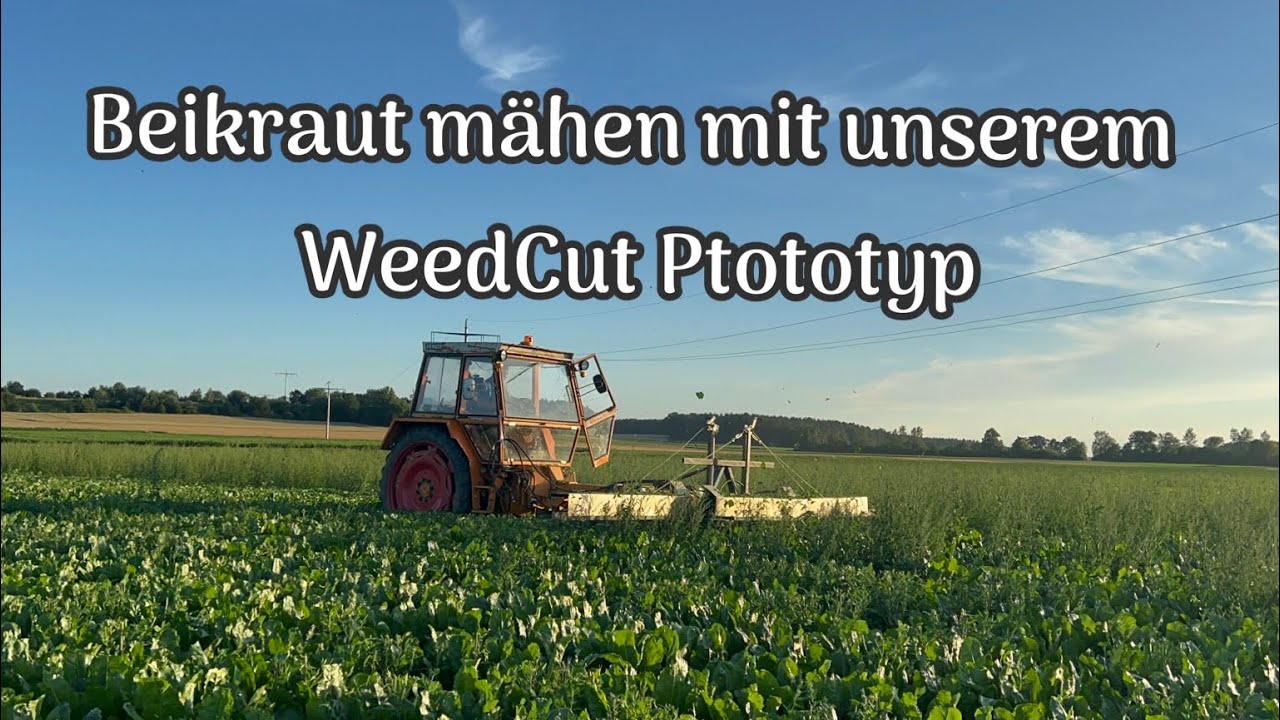 Beikraut abmähen in Zuckerrüben mit unserem WeedCut Prototyp am Fendt GT