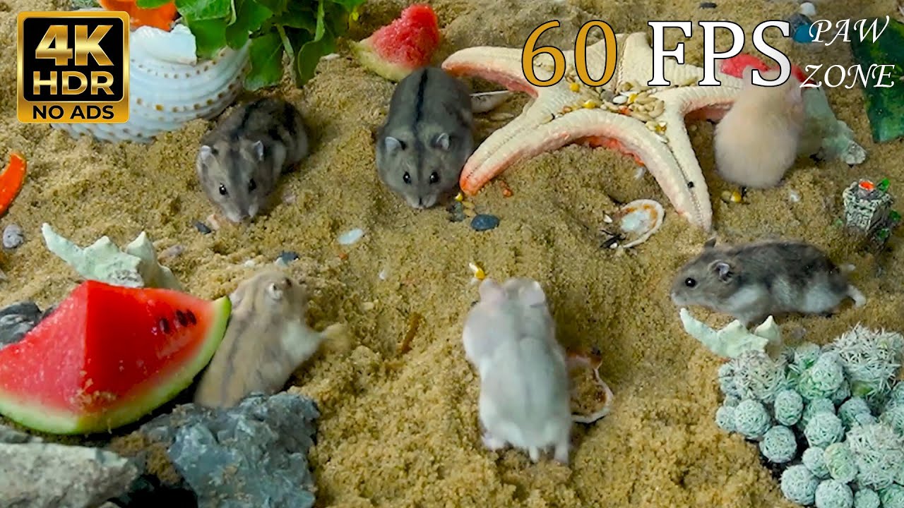[NO ADS, NO AI] CAT TV 😺 for Cats to Watch: 🐹 Hamster Beach Party & Garden Feast 🐭 4K HDR 60FPS