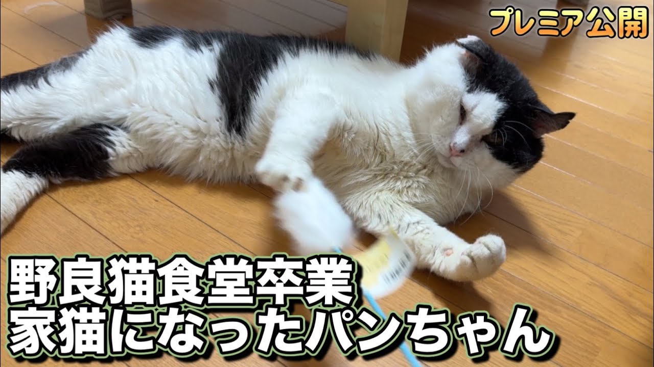 【野良猫保護】野良猫食堂を卒業したパンちゃんがとろけるまで○○してみた！