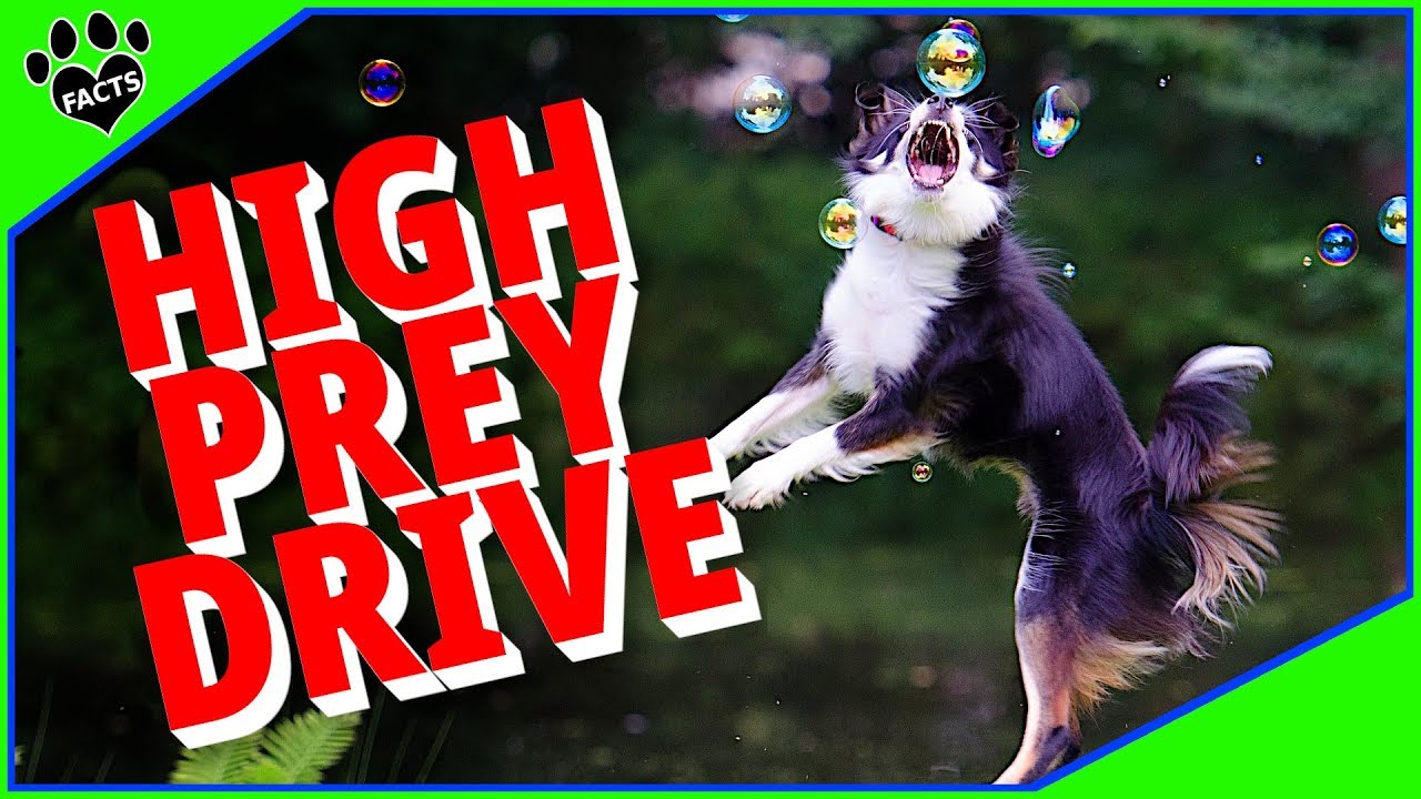 Top 10 Difficult Dog Breeds with the Highest Prey Drive - Dogs 101