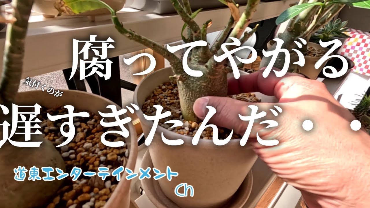 【塊根植物】こんなの初めて？！予兆はあった、遅すぎた腐ってやがるアラビカム