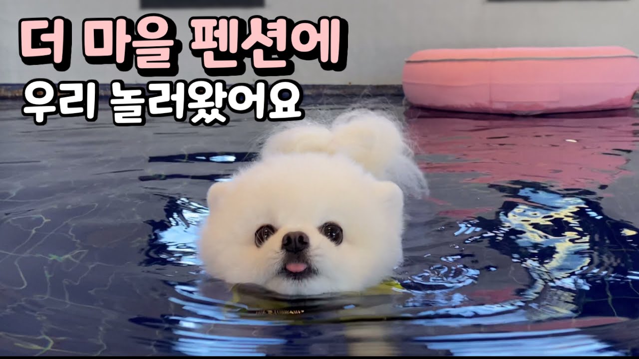 더 마을 펜션에 놀러왔어요 | 포메라니안 | 유기견 입양 | 포인핸드