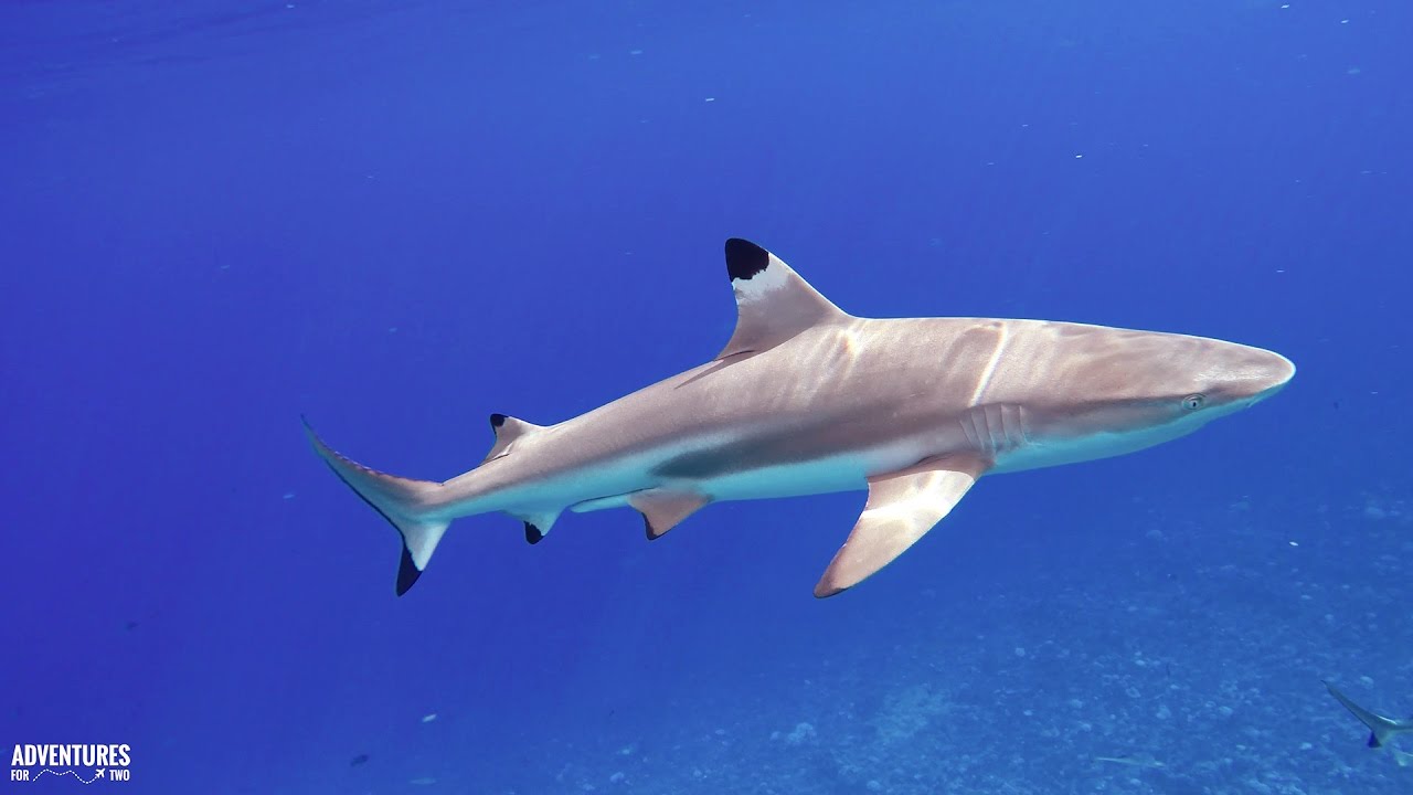 SHARK SNORKEL SAFARI IN BORA BORA IN 4K