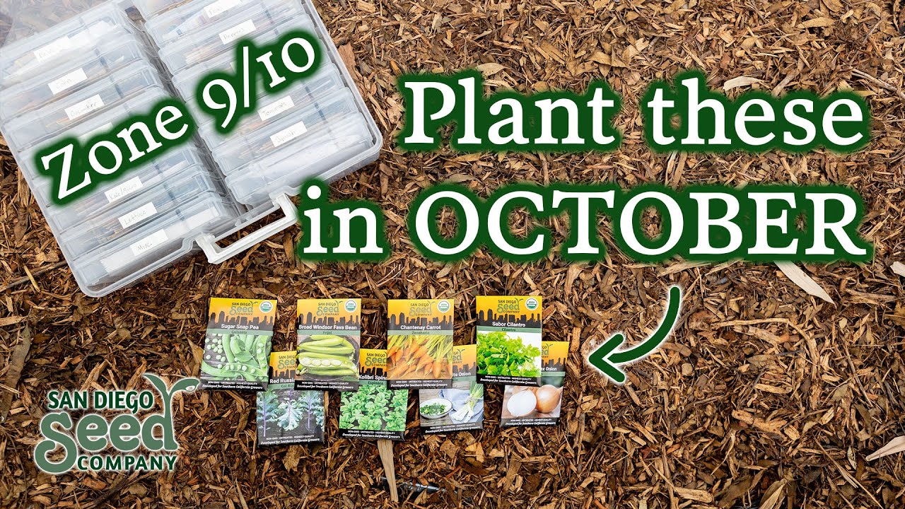 8 Veggies & Herbs to Plant in October for Months of Fresh Harvests