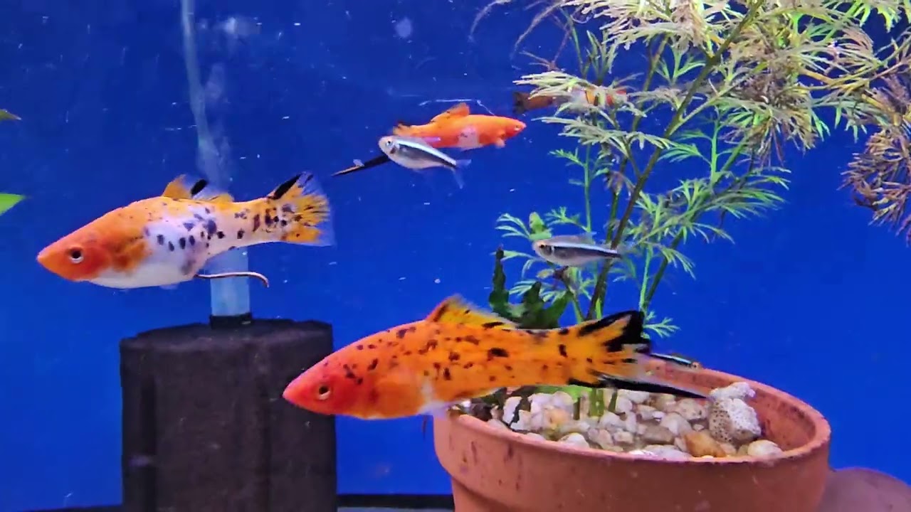 2025 fish room update.
