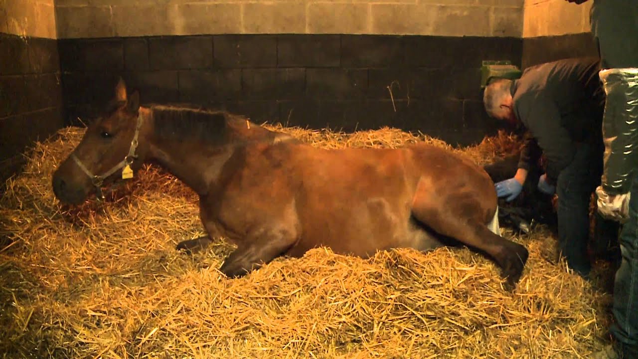 Poulinage au Haras du grand Courgeon - V1