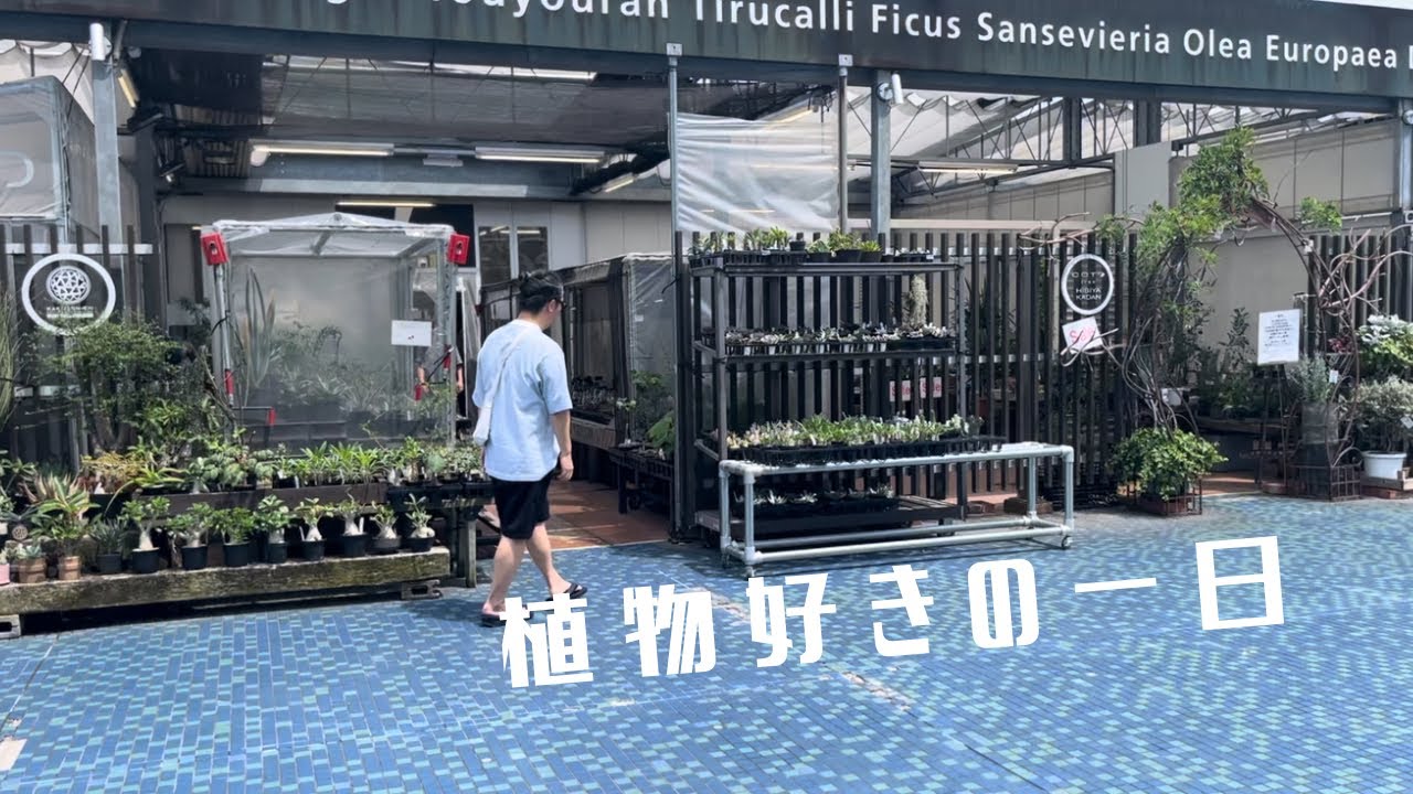 【植物好きの1日】東京の塊根植物の聖地・鶴仙園でパキポディウム光堂を購入して作家鉢へ植え替えて購入品も紹介します！