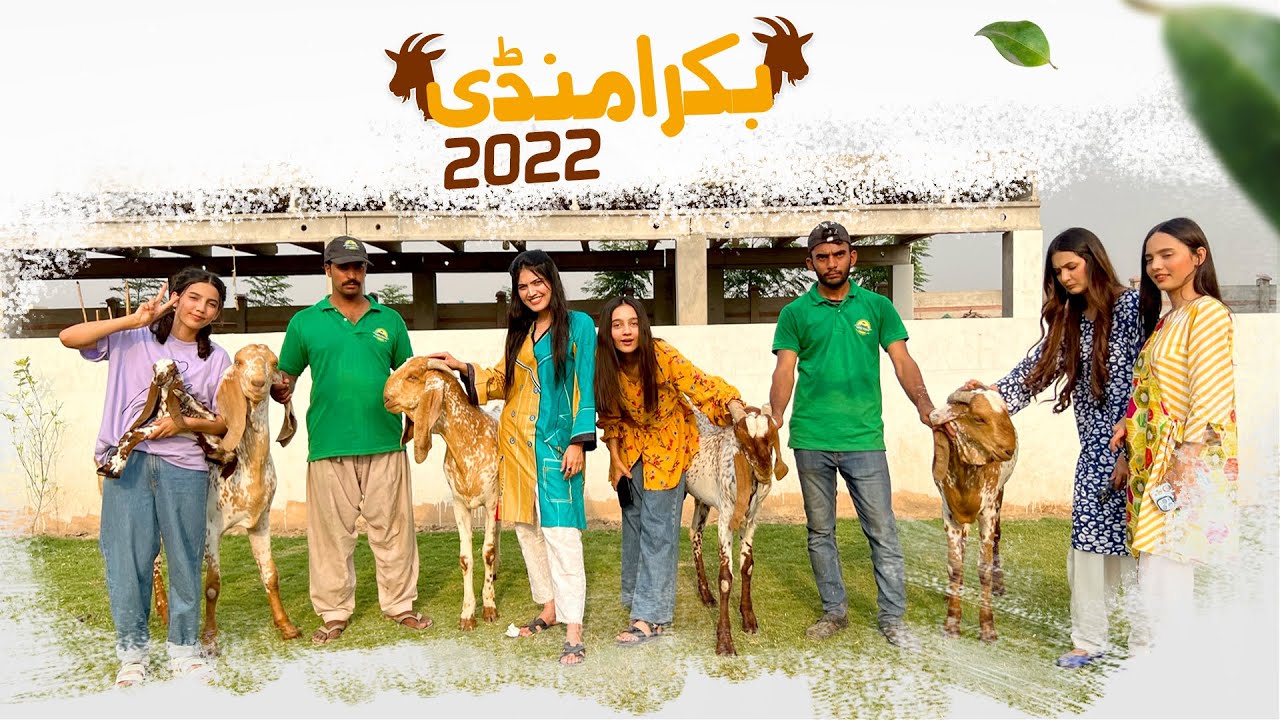 BAKRA MANDI 2022  🐐 🐮 | Sheikhpura | Shoot Day