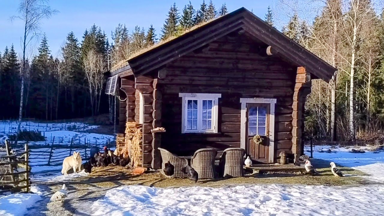 Return of the Sun, Homestead Diary in February. Our slow off grid daily farm life ++