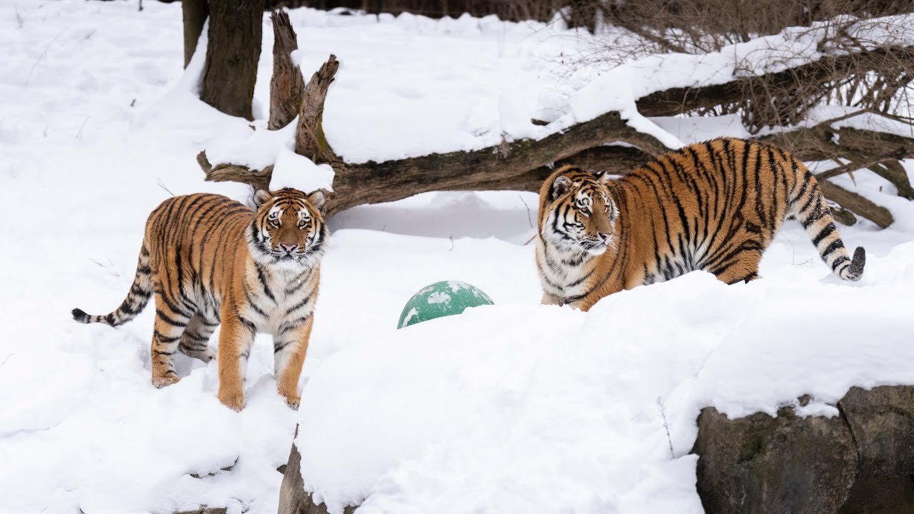 Meet Lewis and Clark: Amur Tiger Brothers