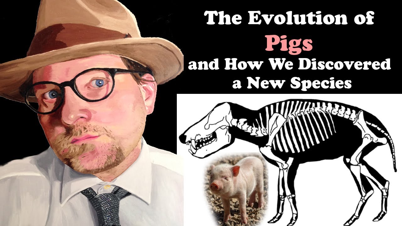 The Evolution of Pigs and How We Discovered a New Species