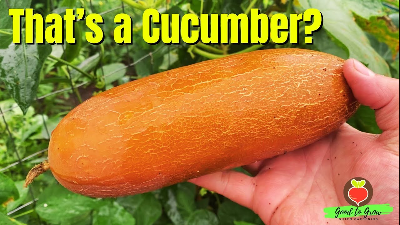 RARE Poona Kheera Cucumber Tastes AMAZING!
