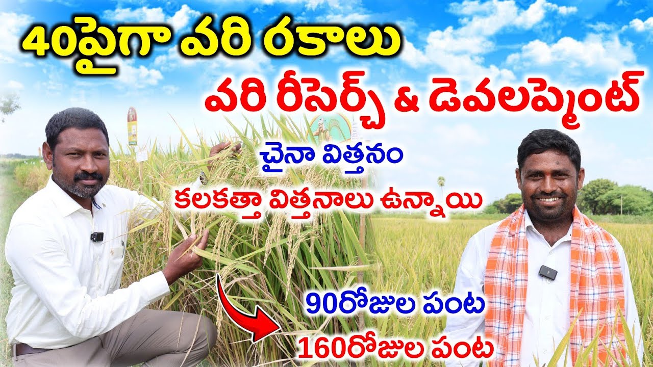 40కు పైగా వరి విత్తనాలు | Paddy Research & Development | High Yield Paddy Seeds | Shiva Agri Clinic