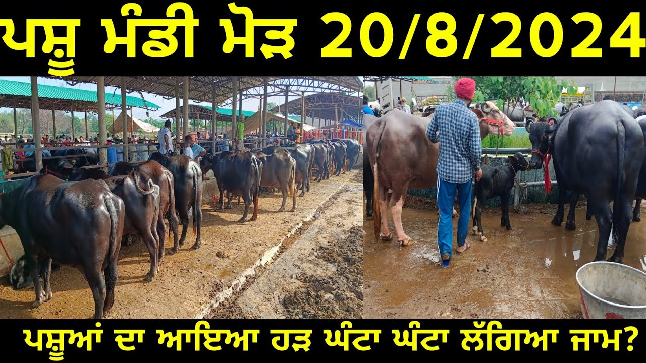 ਪਸ਼ੂ ਮੰਡੀ ਮੋੜ 20/8/2024 ਪਸ਼ੂਆਂ ਦਾ ਆਇਆ ਹੜ ਘੰਟਾ ਘੰਟਾ ਲੱਗਿਆ ਜਾਮ?@maandairyvlog5842