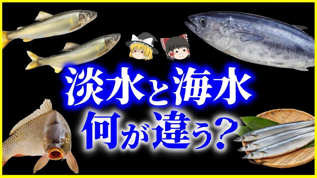 【ゆっくり解説】進化が課した試練!?淡水魚と海水魚は何が違う？を解説/“体の違い”から見える生存戦略