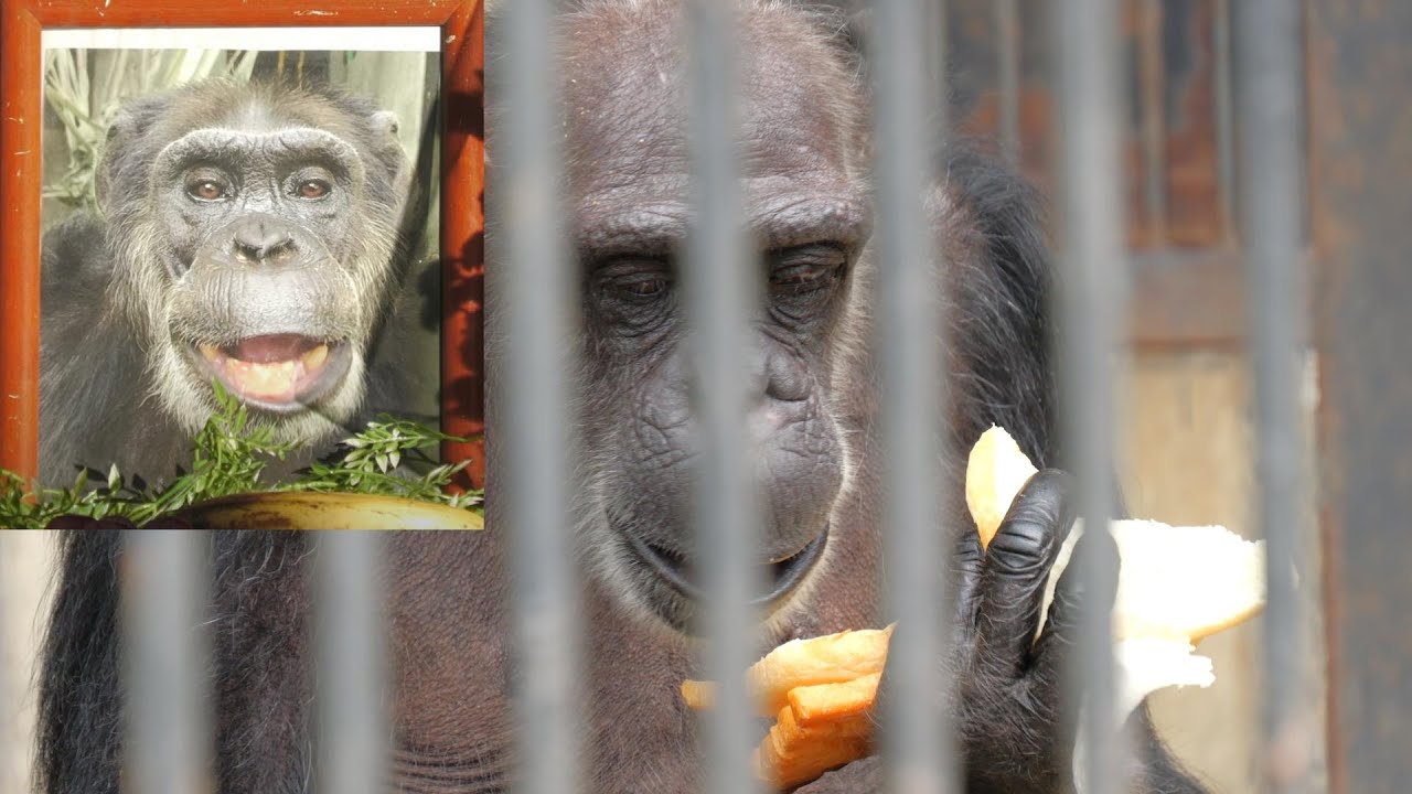 アルファオス交代とマリヤと天国のジロー（Alpha male has changed. Marija and Jiro living in heaven）　宇都宮動物園　チンパンジー　202309