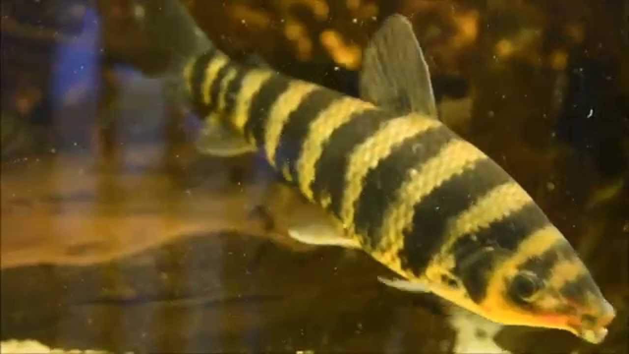 Black banded Leporinus (Leporinus fasciatus) 20cm!