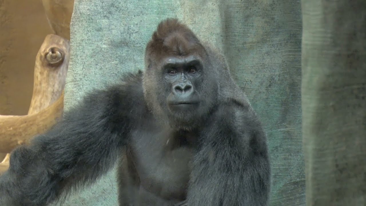 Milwaukee County Zoo Welcomes New Gorilla Troop