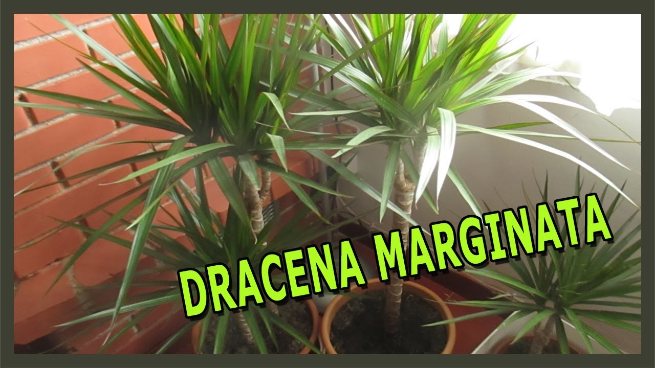 LA DRACENA MARGINATA - LA PIANTA CHE PURIFICA L'ARIA - CONOSCERLA E COME COLTIVARLA