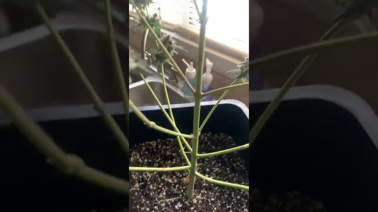 Grape candy strain Harvey&rsquo;s day