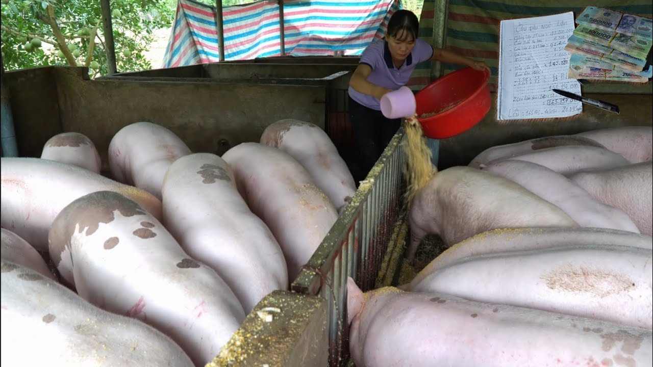 Full video: Calculating the cost of raising pigs, loss or profit. ( Ep 386 )