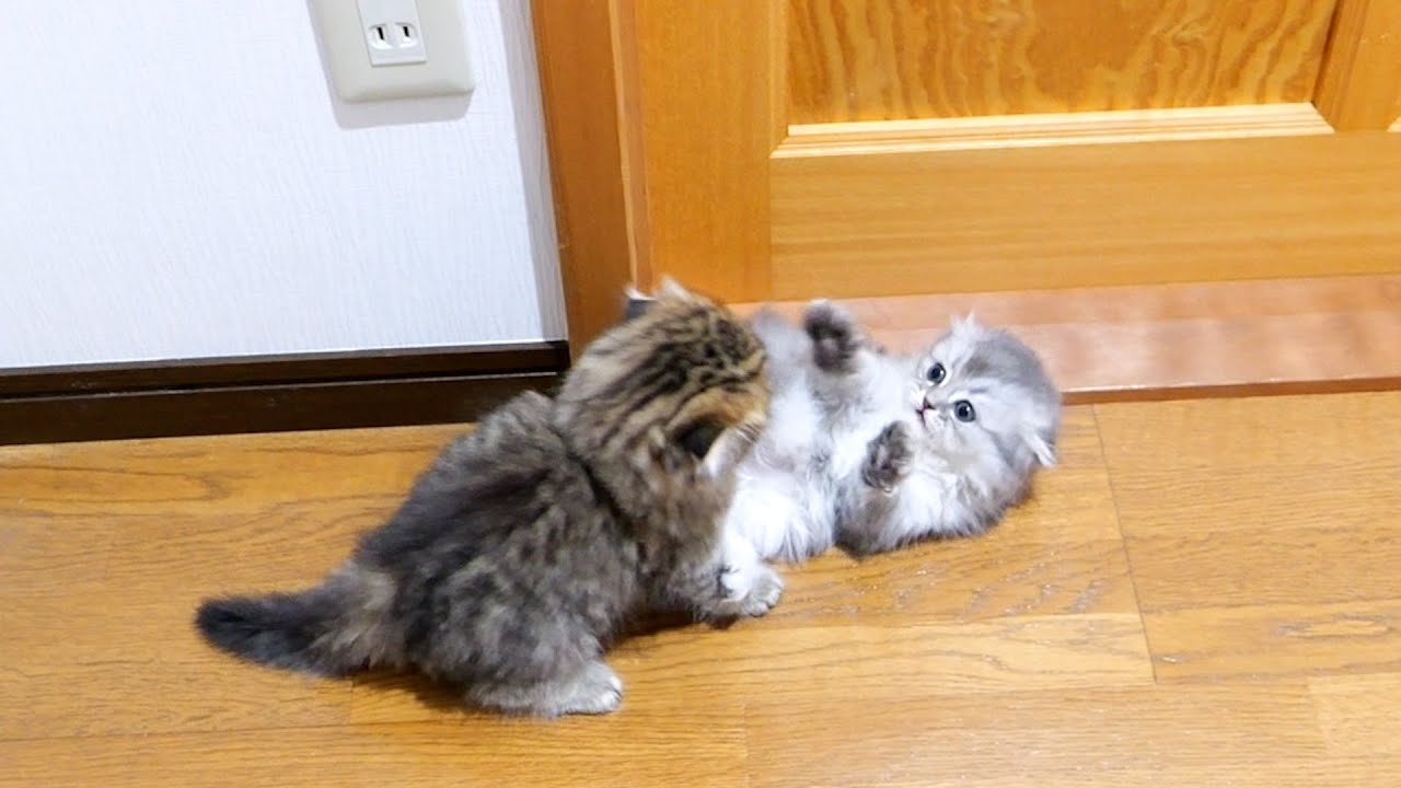 Брат злится на сестру за издевательства и нападает на котенка!