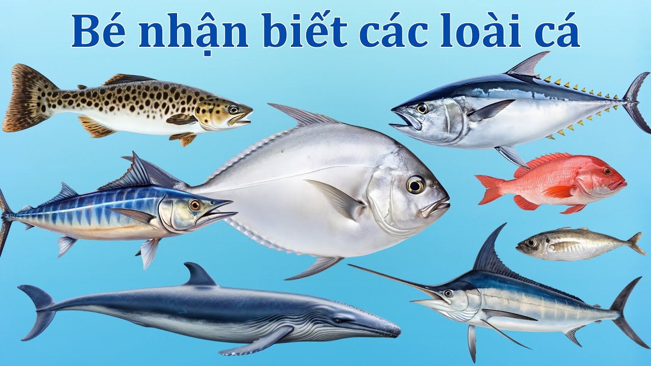 Bé Học Tên Các Loài Cá | Cá Voi, Cá Heo, Cá Mập, Cá Ngừ, Cá Kiếm | Fish Names for Kids