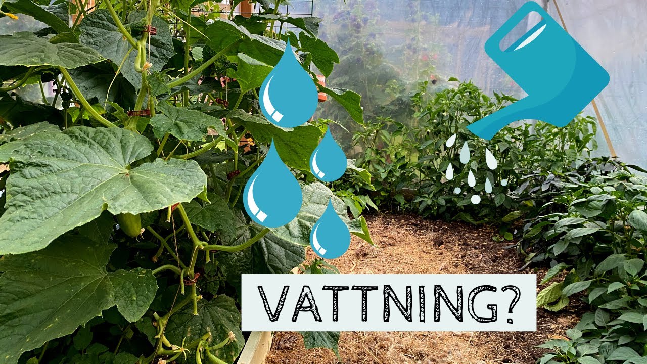VATTNING - Hur ofta, hur mycket och vad vattnar jag i min tr&auml;dg&aring;rd. Det &auml;r mer s&auml;llan &auml;n vad du tror