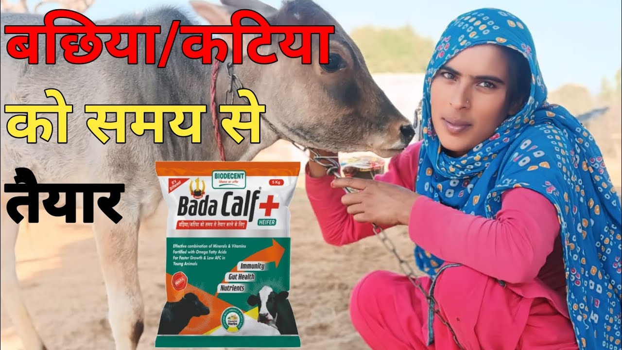 बड़ा Calf Powder से बछिया/कटिया को समय से तैयार करने का सही तरीका और फायदे