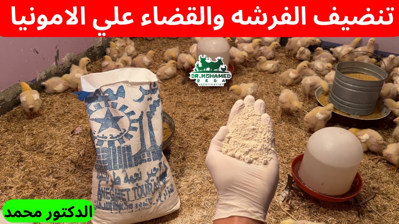الطريقة الصحيحة للتعامل مع الفرشه وتطهير الفرشه للفراخ وإستعمال الجير مع الدكتور