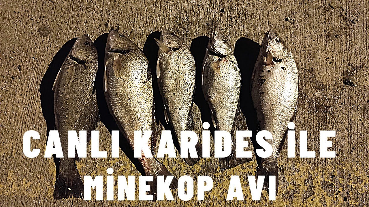 Canlı Karides İle Minekop Avı / Kötek Avı Nasıl Yapılır / Kötek Balığı Takımı