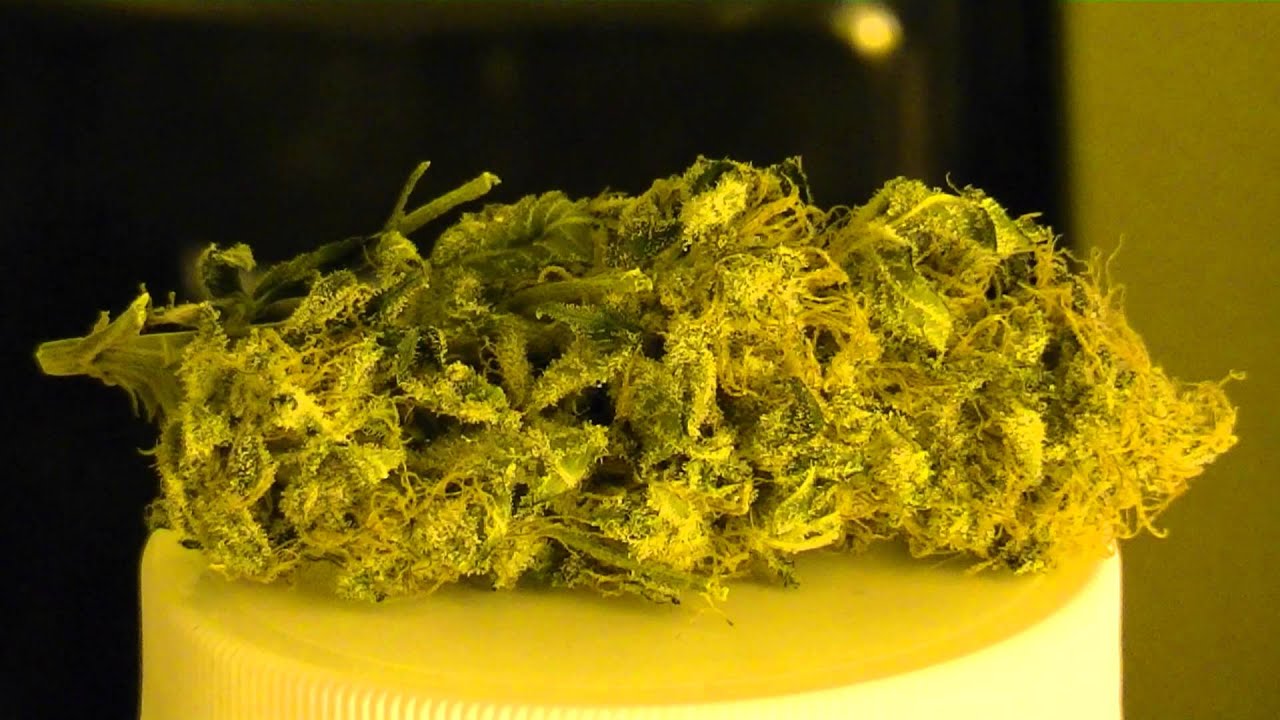 Medical Marijuana Review: Critical Sensi Star