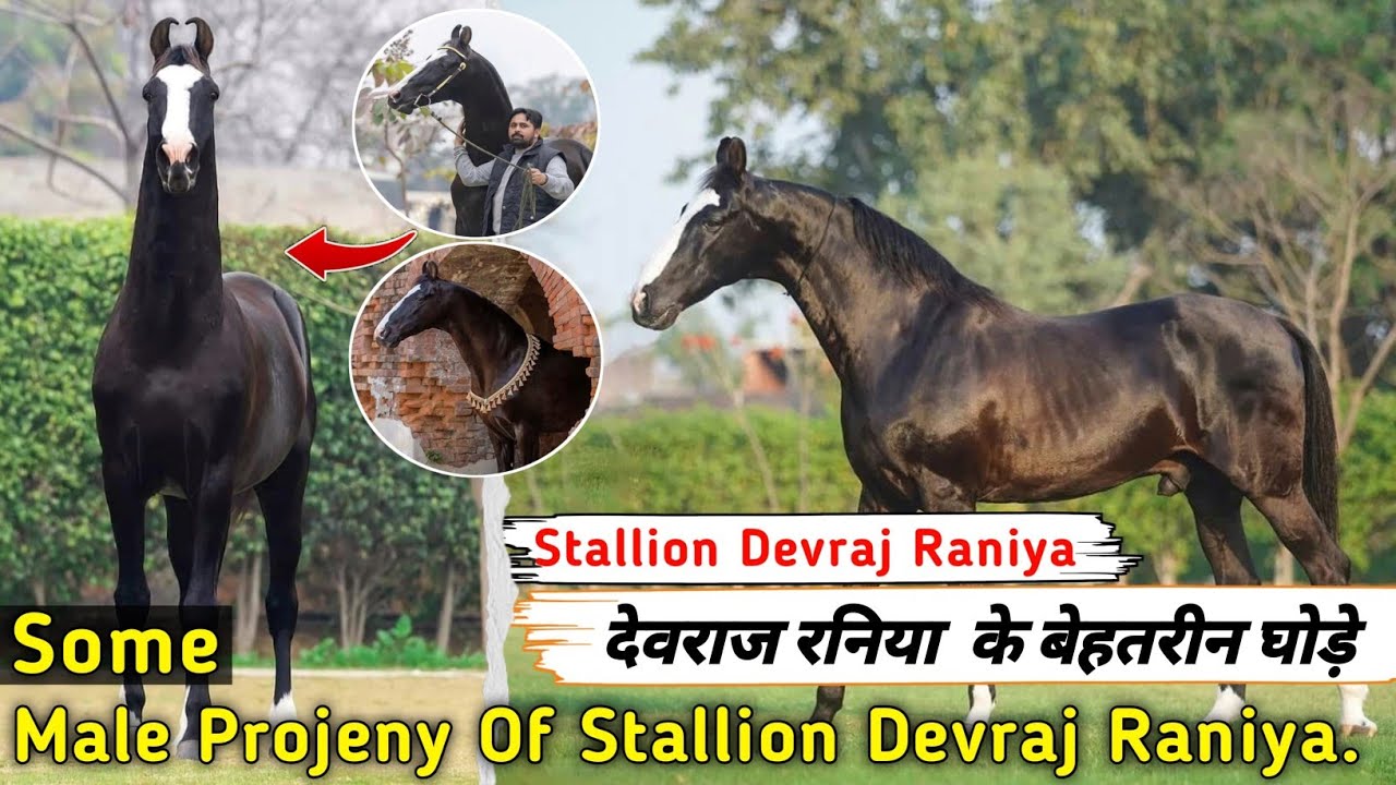  देवराज रनिया  के बेहतरीन घोड़े || Some Male Projeny Of  Stallion Devraj || Exploring Gujarat 94 ||