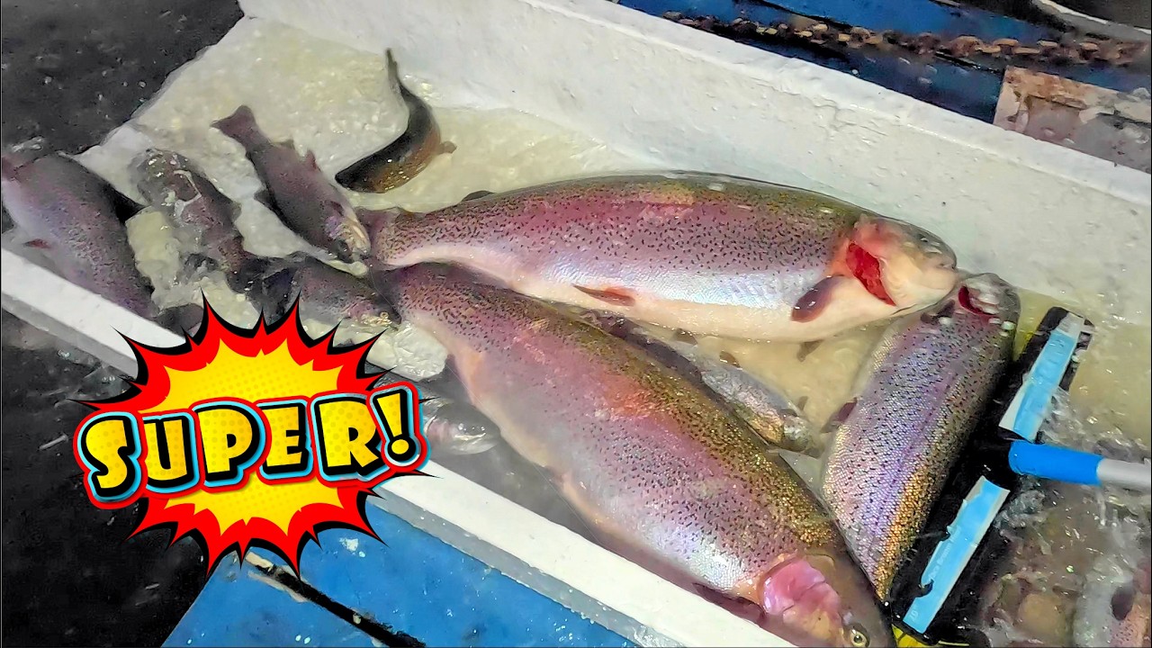 3/12/26 STOCKING 20+ POUND TROUT & BIG SIERRA BOWS AT SANTA ANA RIVER LAKES