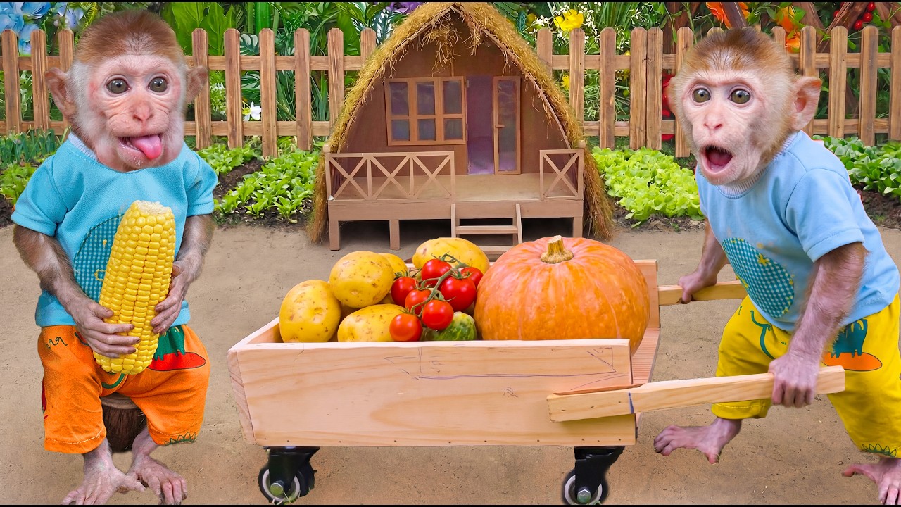 Baby Monkey Pushes Cart to Harvest Pumpkins & Corn for Sister&rsquo;s Popcorn and Pumpkin Soup 🎃🌽