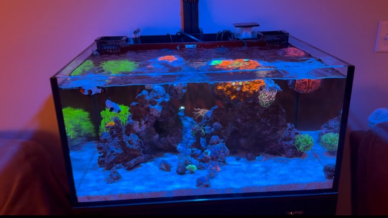Innovative Marine 25 Gallon Lagoon - New Corals Episode 2