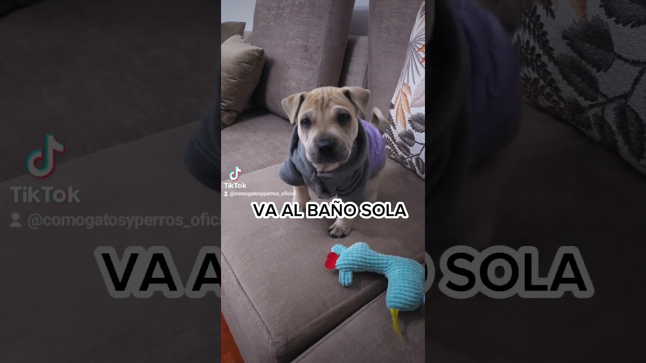 La doy en adopcion, YA NO PUEDO TENERLA 🥺 #dog #perros #puppy #adopcionresponsable #sharpeipuppy