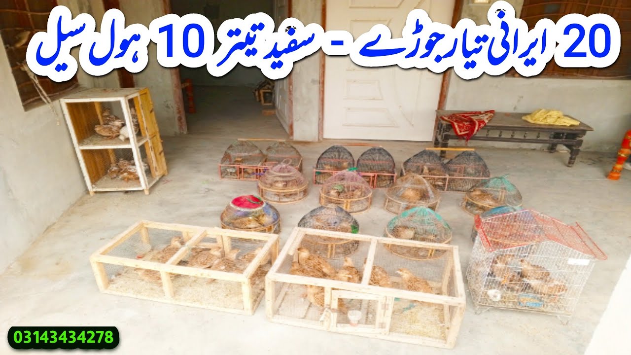 teetar market || teetar farming in punjab || irani teetar || white teetar || teetar breeding season