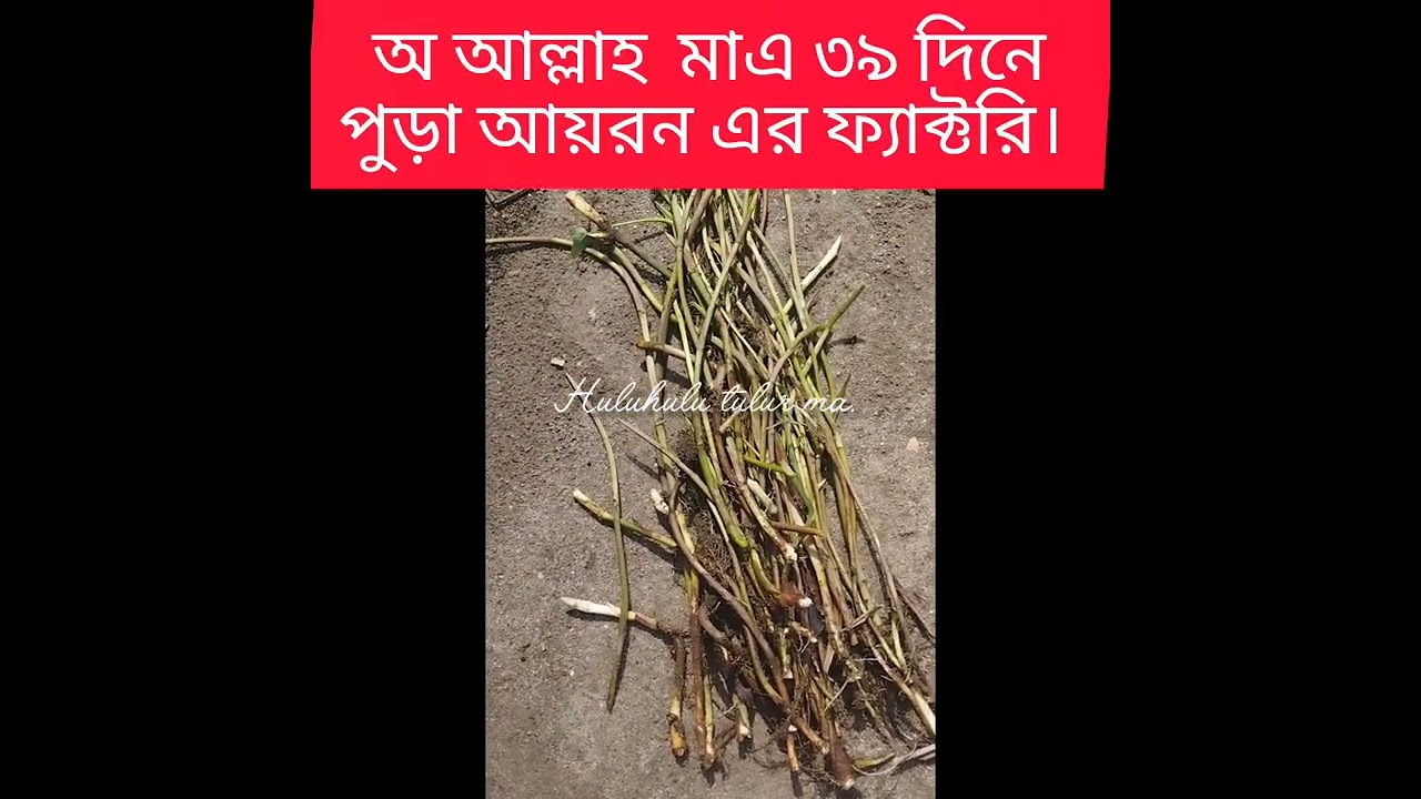 How to a new gardiner today/মাএ ৩৯ দিনে পুড়া আয়রন এর ফ্যাক্টরি।/কচু চাষ #sylhetibloguk #love #akhil