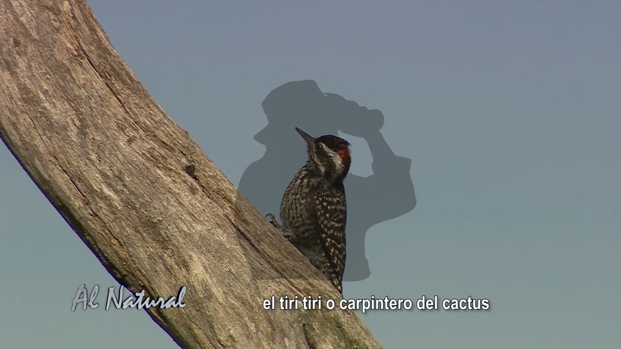 SNT Al Natural: Pájaros Carpinteros, los Ingenieros del Bosque
