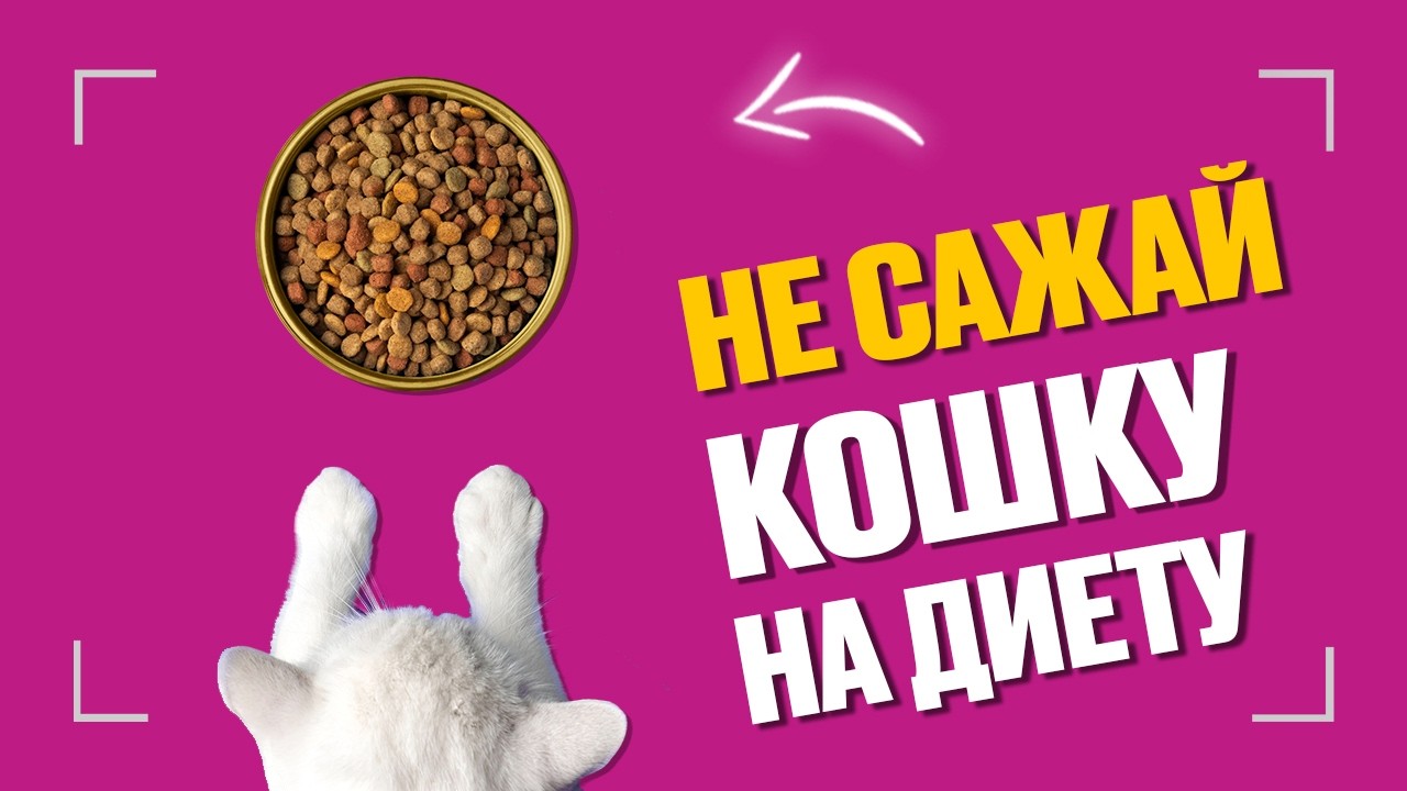 Сколько раз в день кормить кошку сухим кормом и Почему дорогой корм может позволить себе каждый