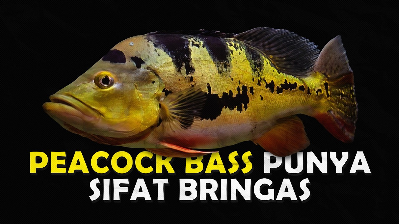 INILAH ALASAN KENAPA PEACOCK BASS TIDAK DIPERBOLEHKAN LEPAS SECARA LIAR