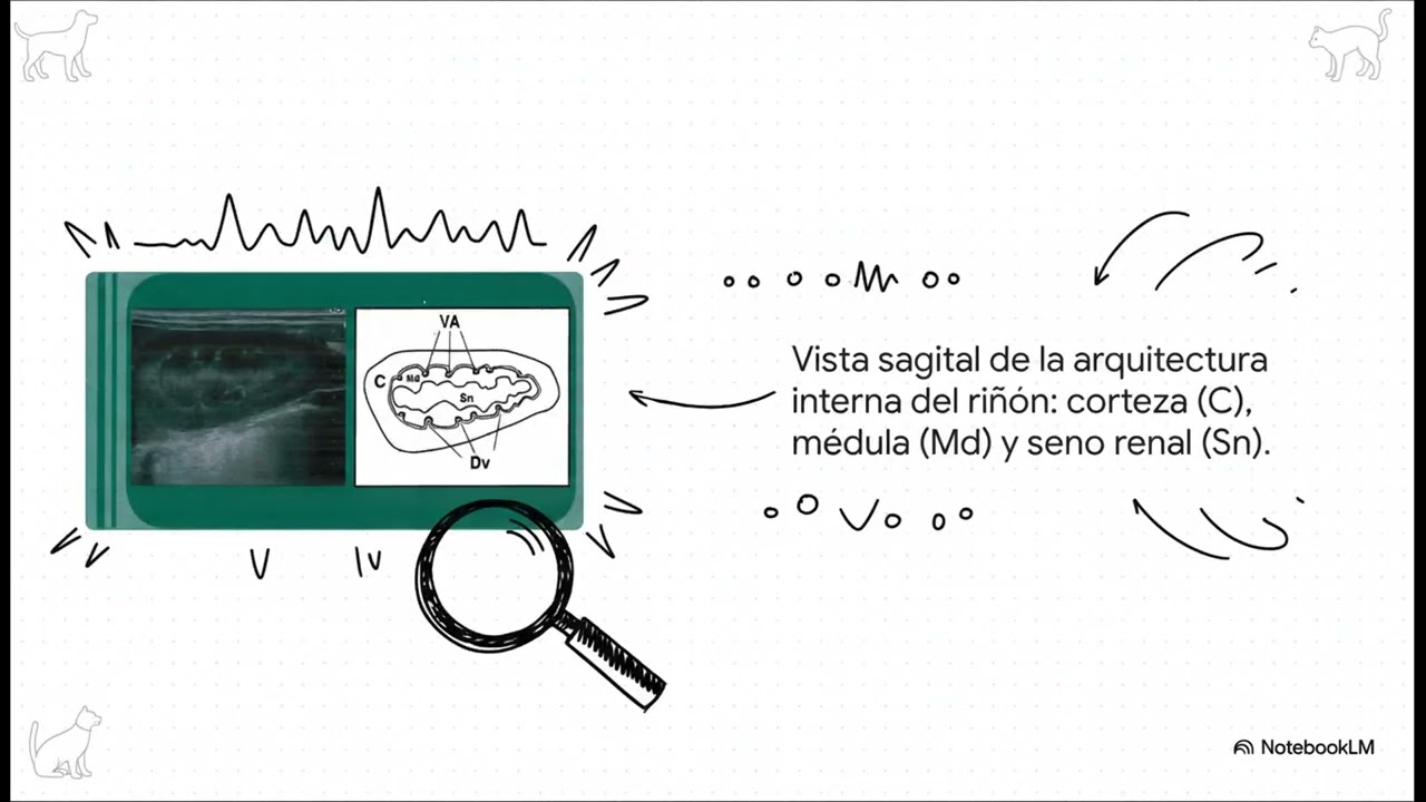 Ecografía Veterinaria
