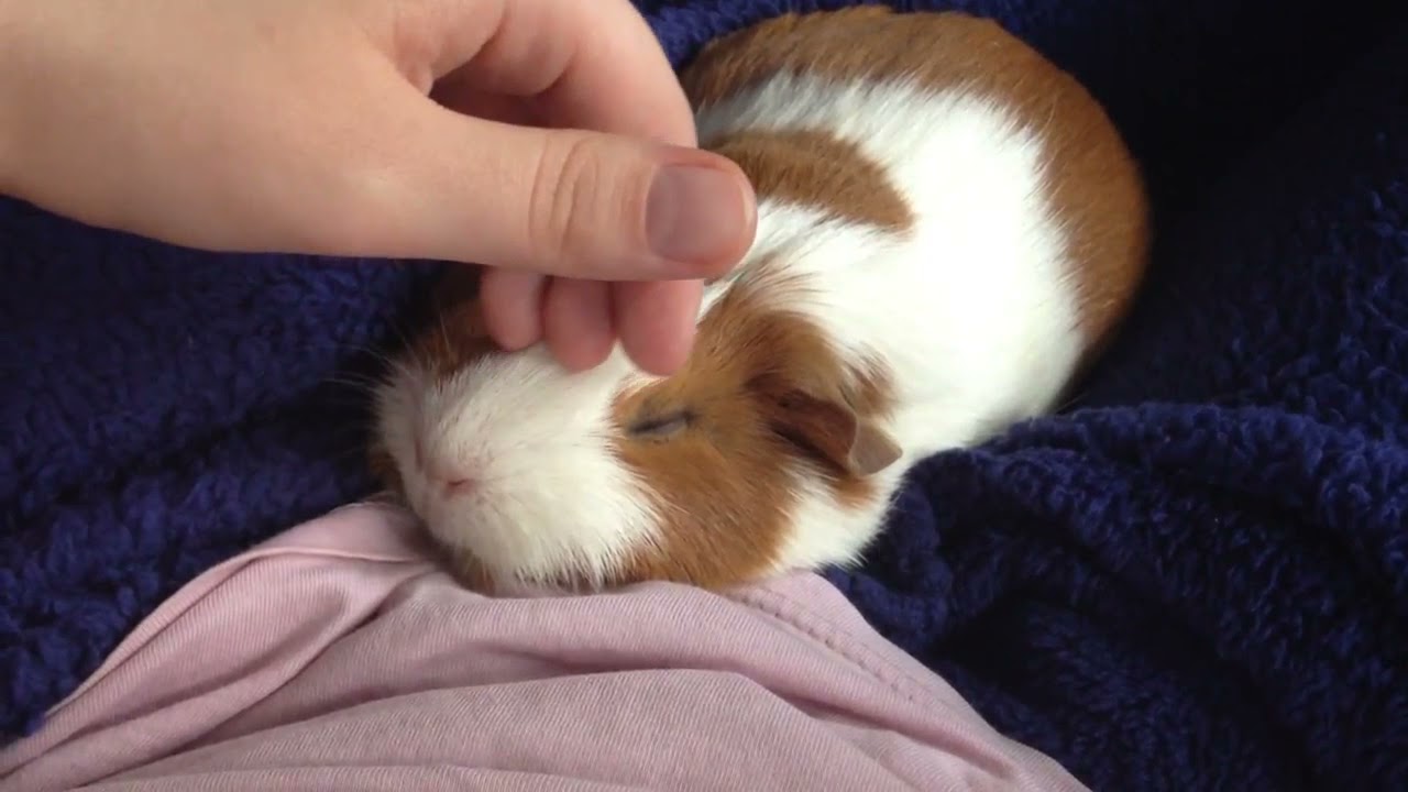 Muffin the Guinea Pig enjoying some lap time